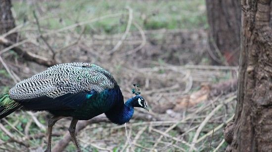 An overview of a peacock walking in Nagarhole National Park with trees next to it