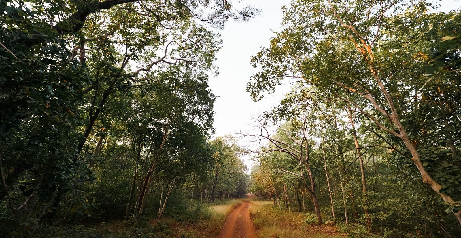 A trail surrounded by trees leading to jungle at Trees N Tigers, Tadoba with clear blue sky in the background.