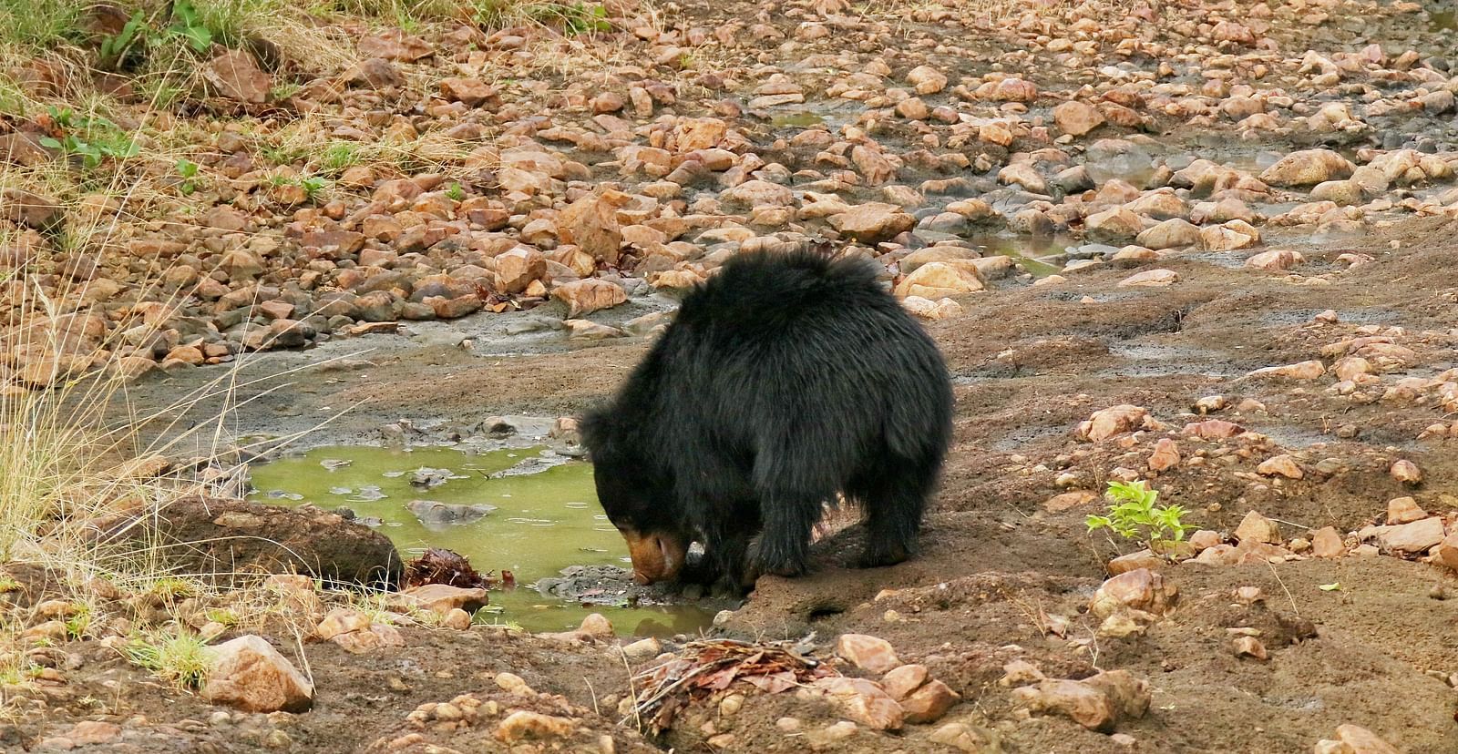 A baby bear drinking water from a pond.