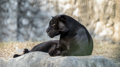 An image of a black panther sitting on a rock