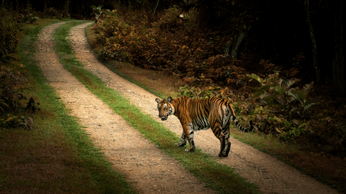 An adult tiger walks across a winding, unpaved dirt path lined with grass and dense tropical foliage, turning its head to look back over its shoulder.