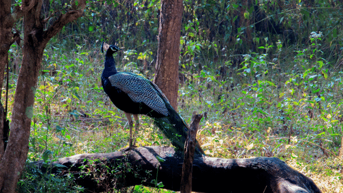A peacock on a tree.