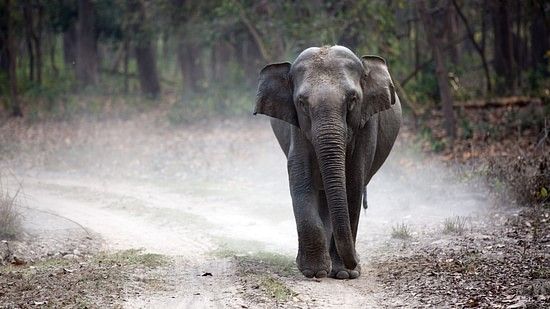 An elephant walking on a forest trail