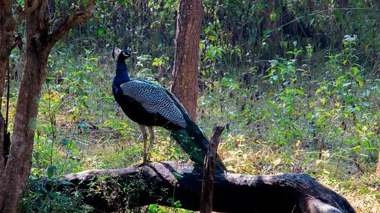 a peacock on a tree