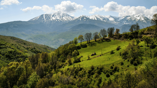 a big lush green garden on a mountain