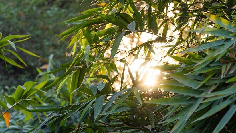 Bamboo Forest-13