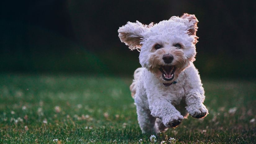 White fluffy dog running on grass with ears flapping.