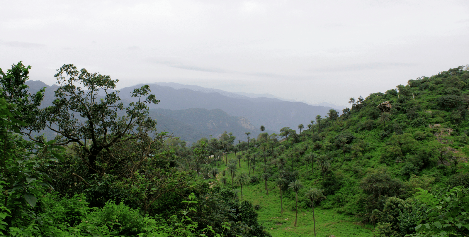 An overview of the Aravali hills near Khambli Ghat with greenery all around and trees in view.