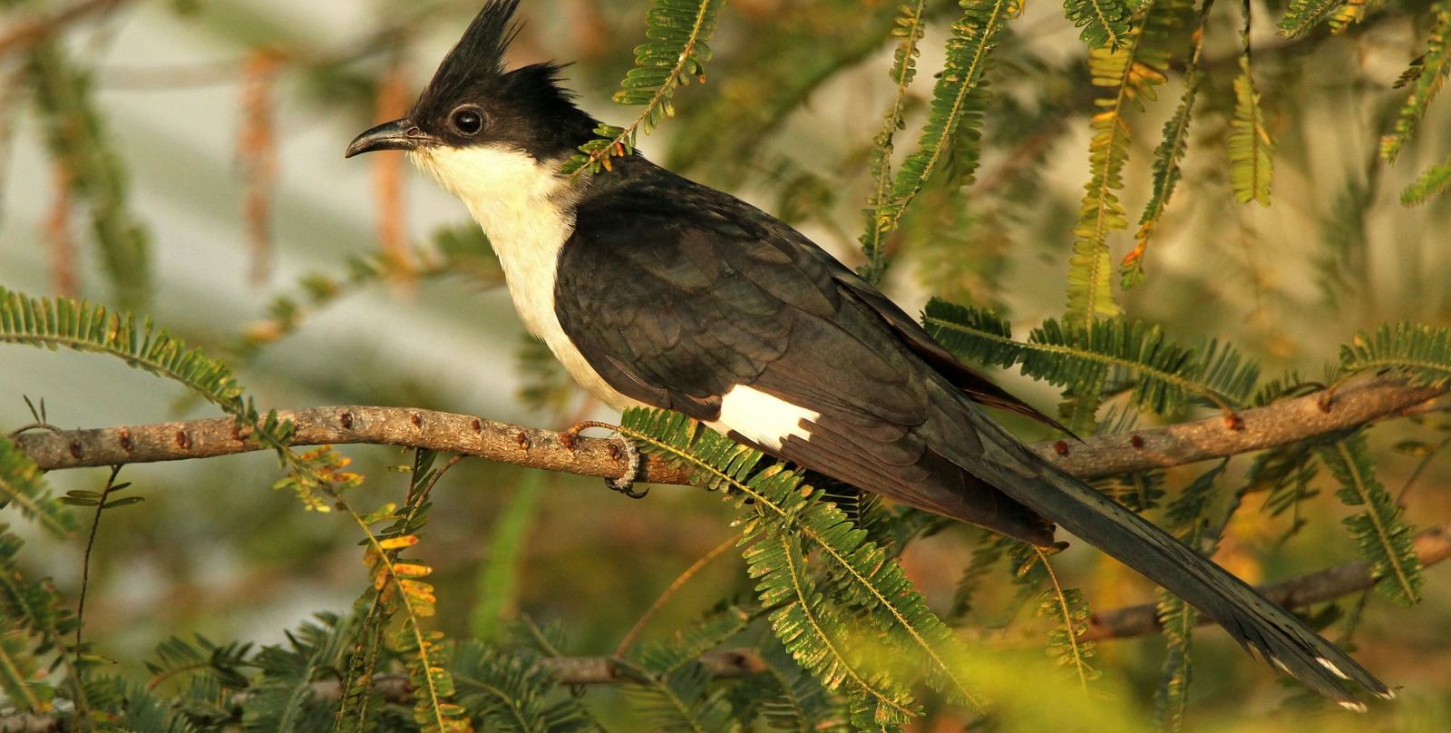 Jacobin's Cuckoo, a bird sitting on a branch of a tree.