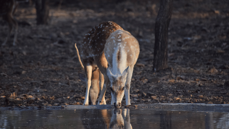 Image of two deer drinking water at the edge of a water body in a forest.  | Amraness