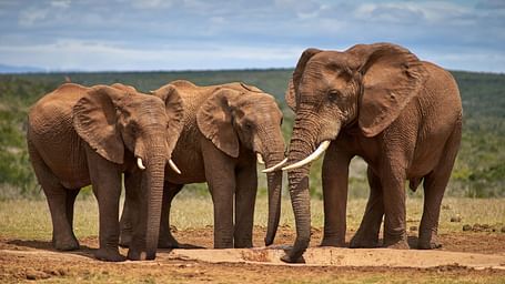 Family of elephants walking across the savannah under a cloudy sky.