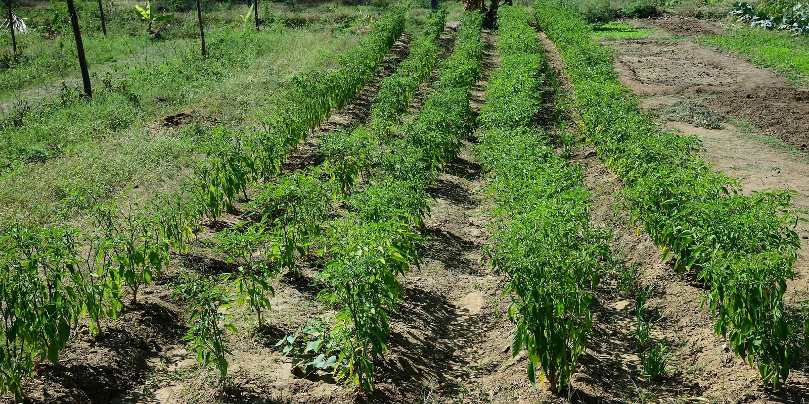 image of a lush green agricultural field with samplings growing - Hoysala Village Resort