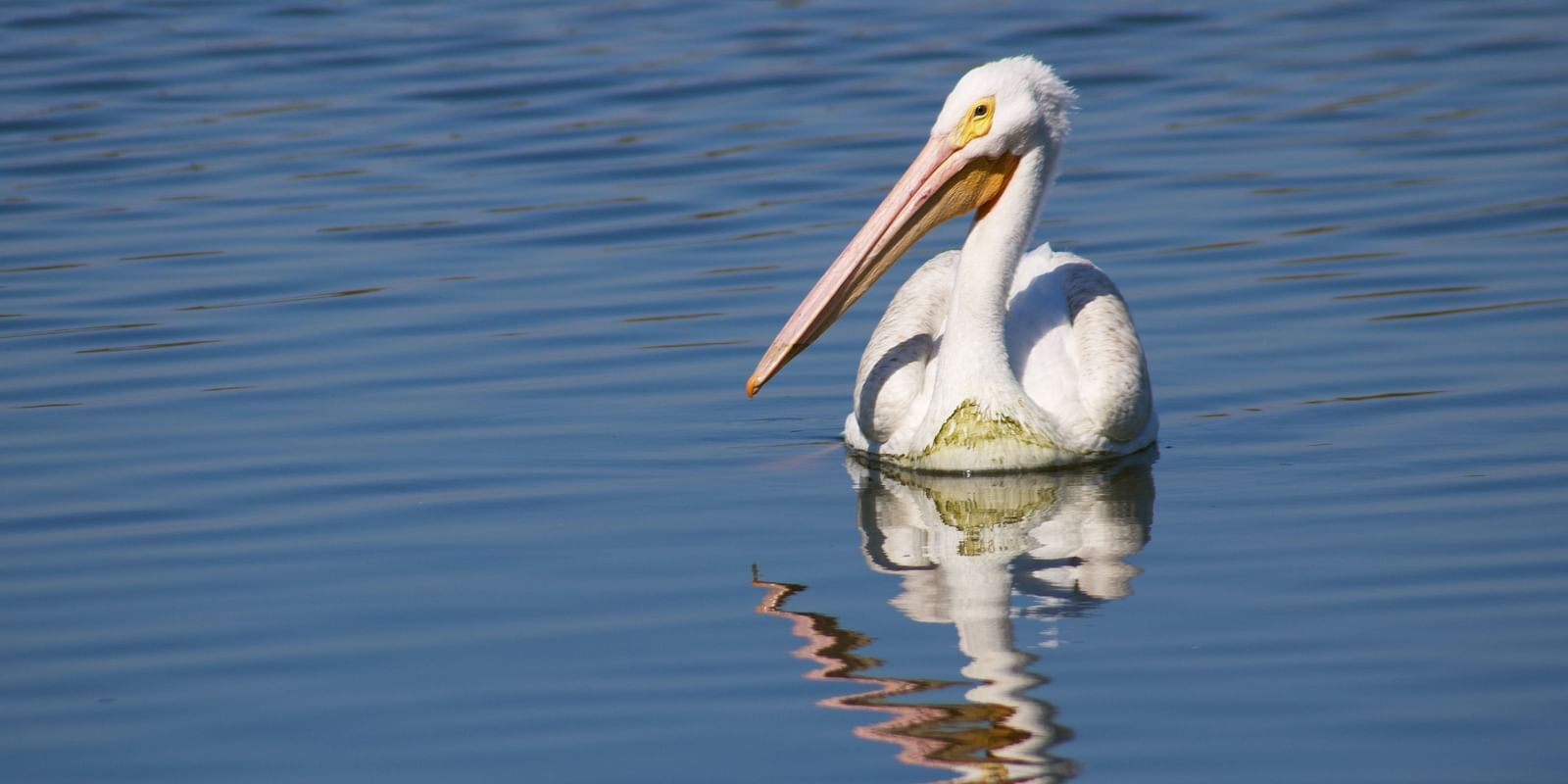 pelicans near water in a sanctuary