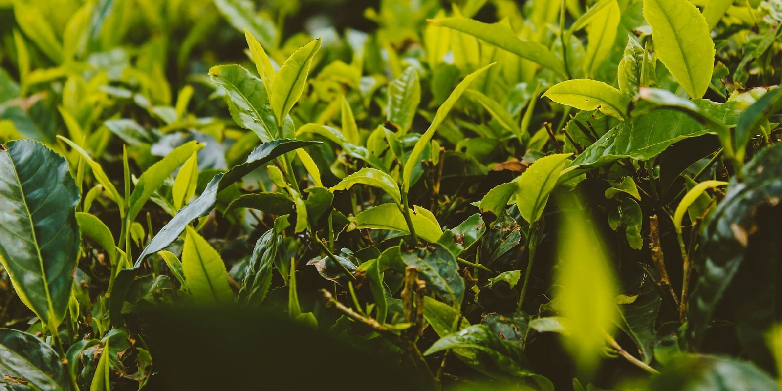 a close up shot of the tea plantation in kerala