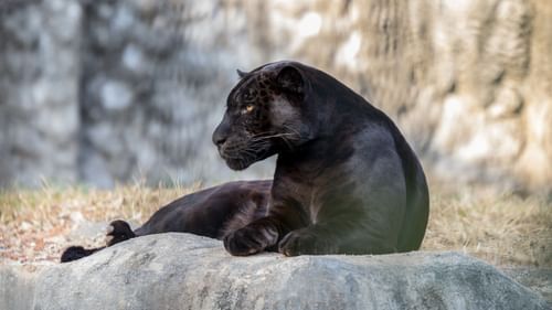 Nethravali wildlife sanctuary