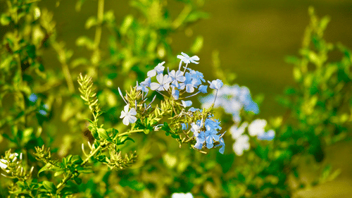 A cluster of small white flowers on a green plant with leaves and blurred greenery in the background.