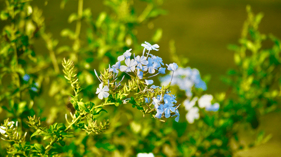 A cluster of small white flowers on a green plant with leaves and blurred greenery in the background.