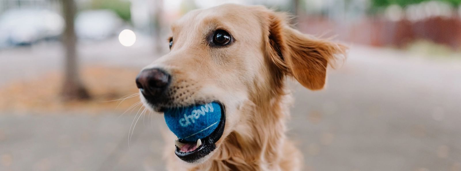 Golden retriever dog holding a ball in its mouth.