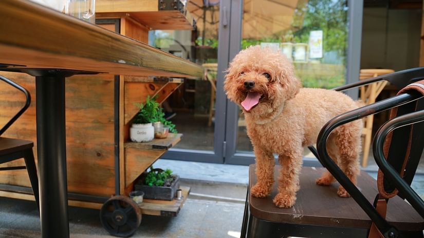 A dog sitting on a chair in a restaurant.