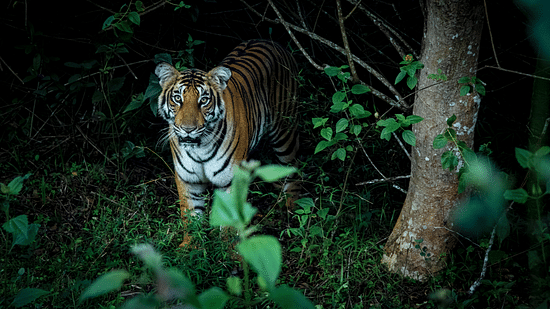 A tiger in between the woods - The Serai Kabini