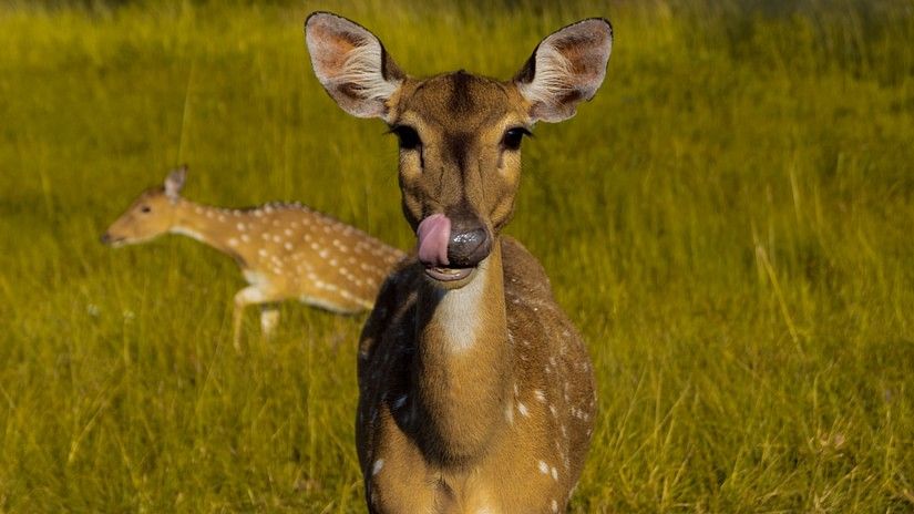 A deer posing for the camera with another deer in the background