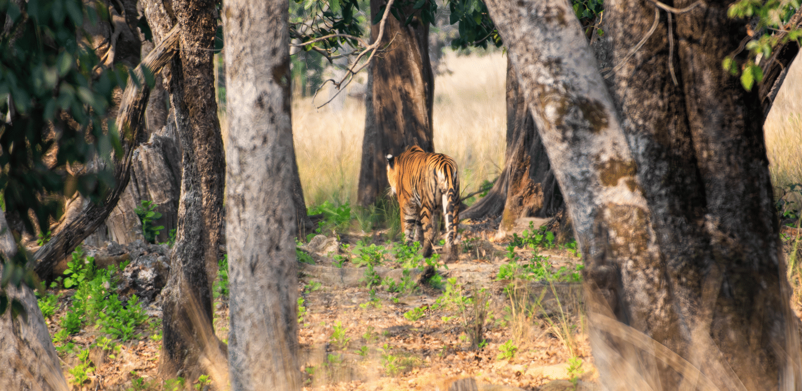 Tiger Kanha Landscape