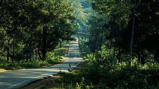 road in kabini