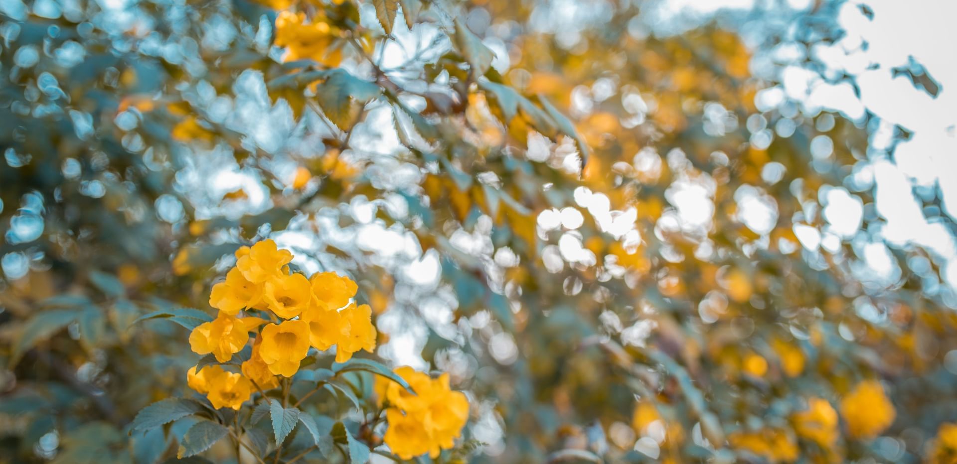 Golden-yellow blossoms shining brightly against green foliage on a sunny day at Karma Chalets.