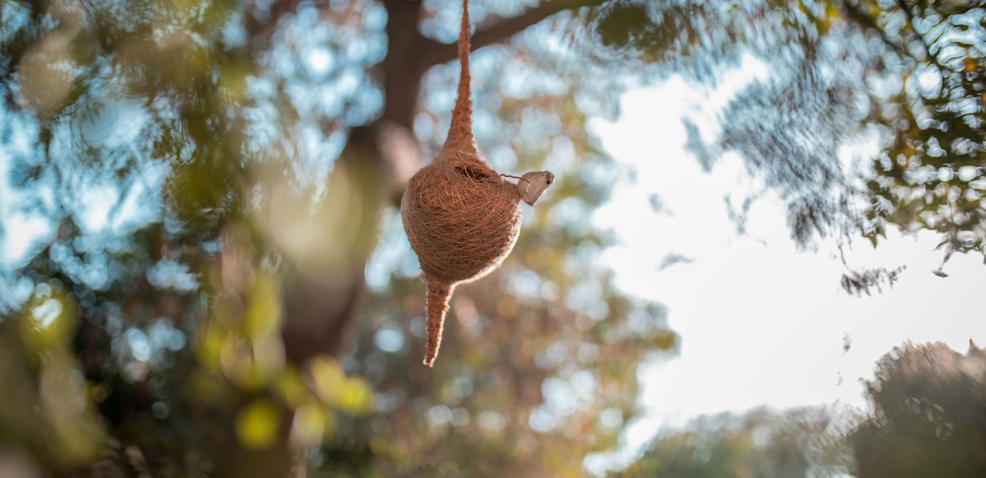 A finely woven bird nest hanging gracefully from a tree branch in the greenery at Karma Chalets.