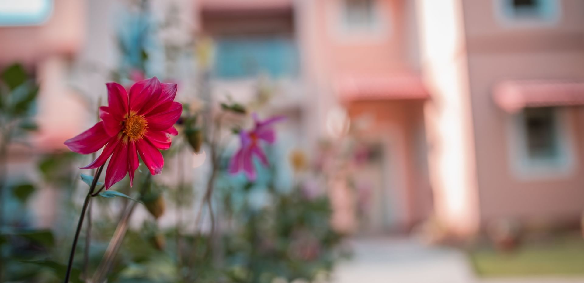 A close-up of a bright pink flower blooming beautifully in the lush garden at Karma Chalets.