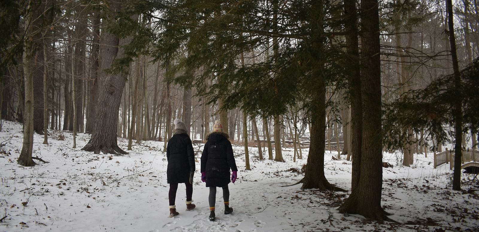 A back view of 2 people walking through a snowy forest path.