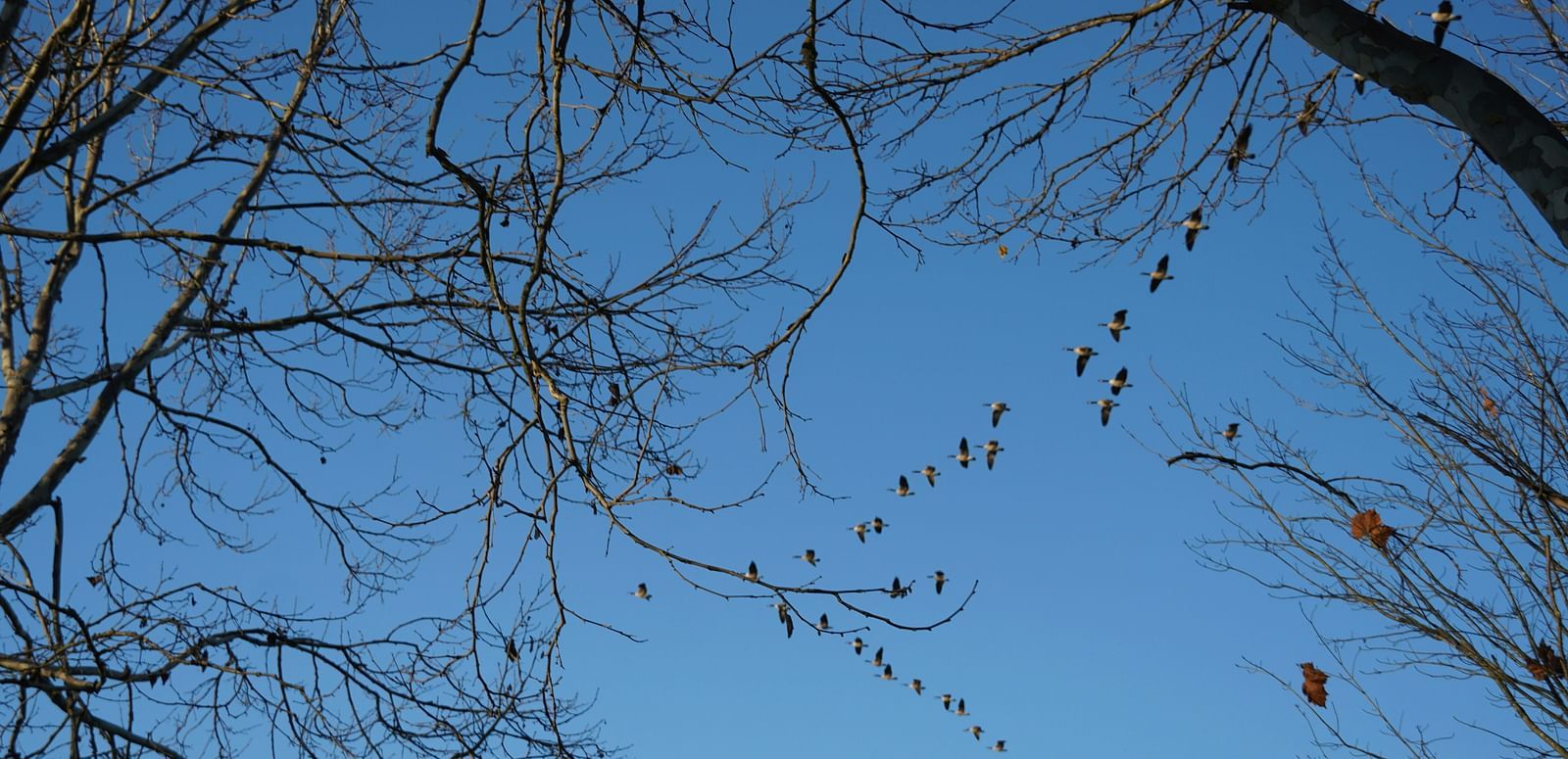 A group of birds flying above leafless trees with a clear sky in the background.