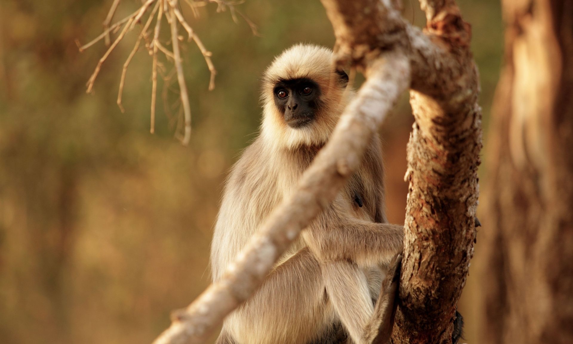 Gray langur monkey sitting on a tree branch.