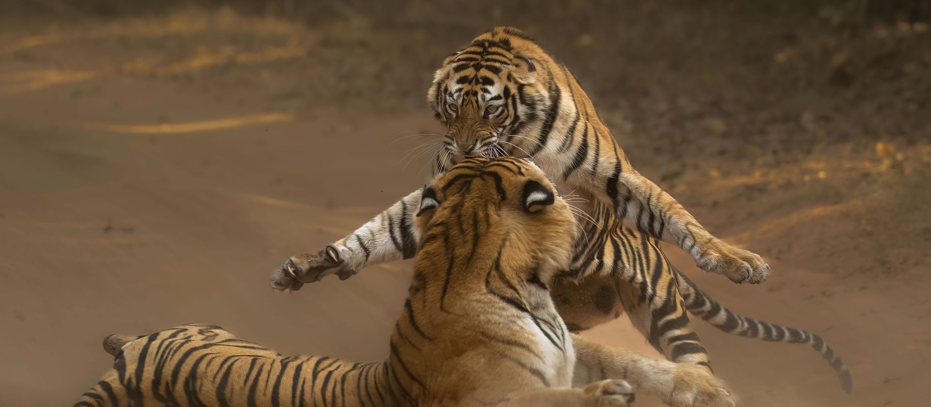 Clive Burns Right hook Remembering Tigers 8