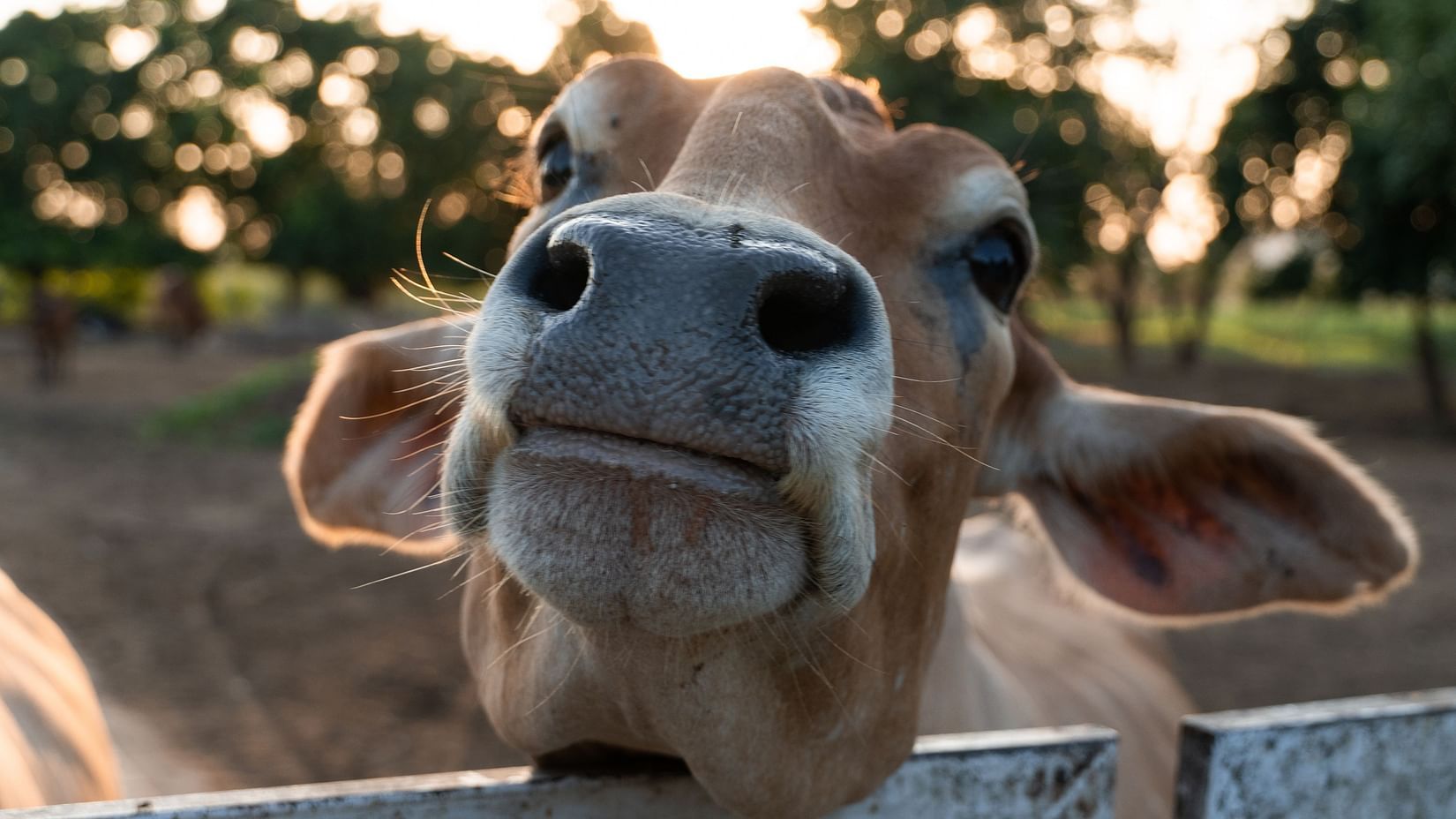 A close up shot of a cow with trees in the background - Karma Lakelands.