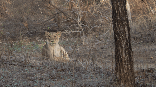 an image of a tiger sitting amidst dried up branches 