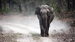 A solitary elephant walking on a dry road with forest cover in the background and dust seen on the road. 