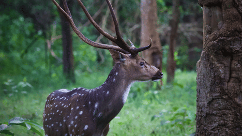 A close up shot of a deer looking away from the carema in kabini forest.