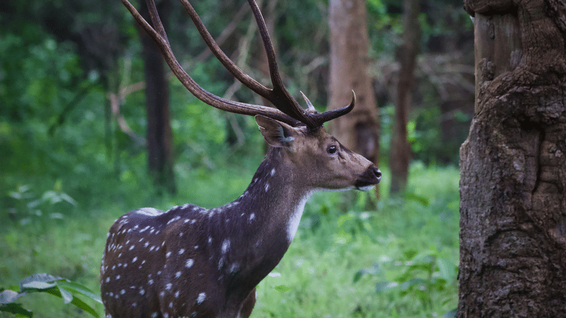 A close up shot of a deer looking away from the carema in kabini forest.