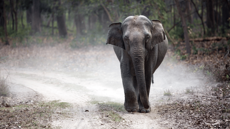 A solitary elephant walking on a dry road with forest cover in the background and dust seen on the road. 