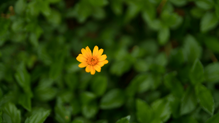 A single yellow wildflower blooms amidst lush green foliage in the gardens of Aramness.