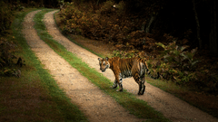 An adult tiger walks across a winding, unpaved dirt path lined with grass and dense tropical foliage, turning its head to look back over its shoulder.