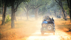 A safari vehicle driving along a forest road with trees on both sides, sunlight filtering through, and dust visible behind the vehicle.