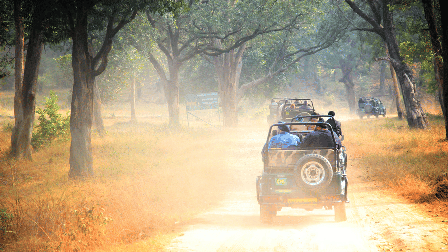 A safari vehicle driving along a forest road with trees on both sides, sunlight filtering through, and dust visible behind the vehicle.