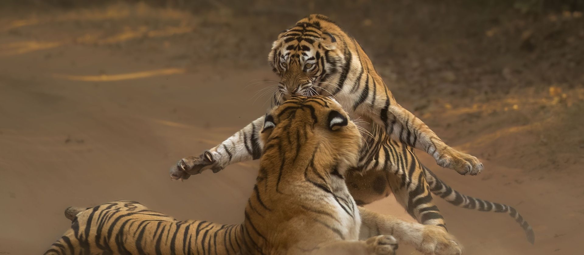 Clive Burns Right hook Remembering Tigers 8