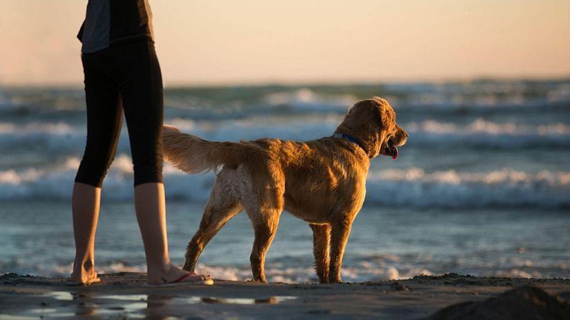 A golden retriever standing at the shoreline
