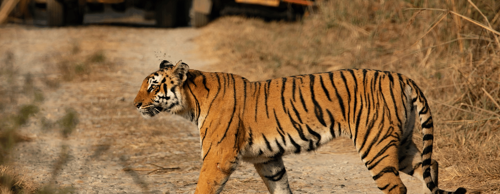 A majestic Bengal tiger walking across a dusty path, with the wheels of a safari vehicle visible in the background.