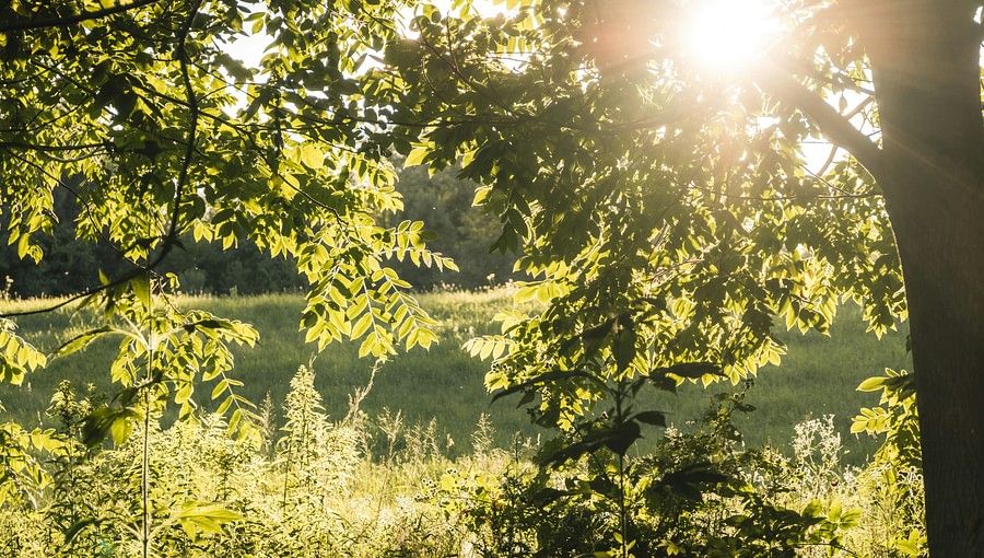 a picture of lush green vegetation and their reflection on the water body along with the sun rays seeping through the canopy.
