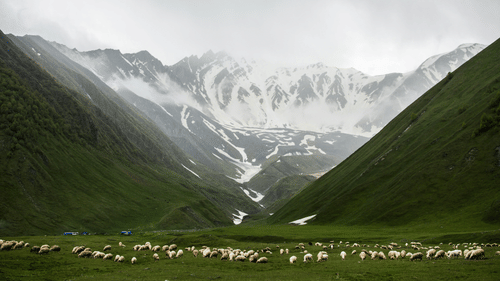 Valley with dense forested hills, and cattle grazing the green fields in the foreground and snow-capped mountains in the background.