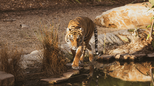 A tiger walking besides a watering hole during dry season.
